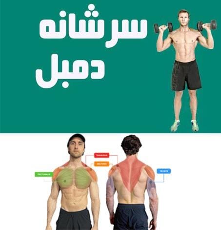 تقویت بالاتنه با پرس سرشانه با دمبل