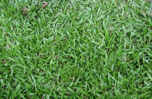 انواع چمن طبیعی - چمن های گرمسیری