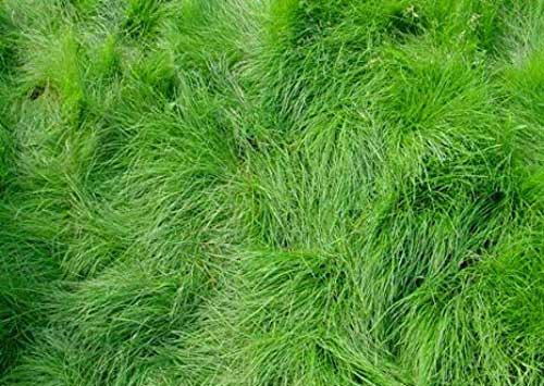 انواع چمن طبیعی - چمن های سردسیری